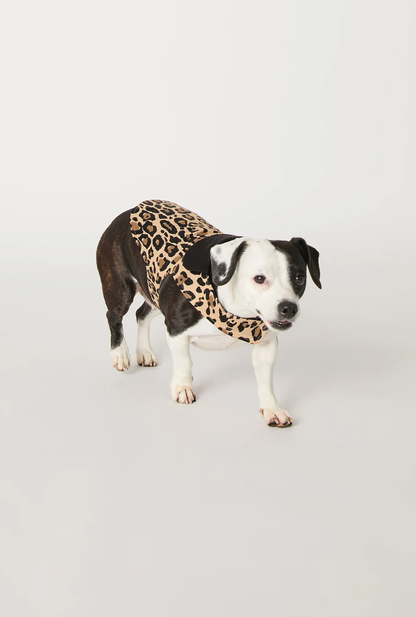 BedHead X Trina Turk Jaguar Stripe Cotton Jersey Lined Woven Cotton Poplin Dog Pajama