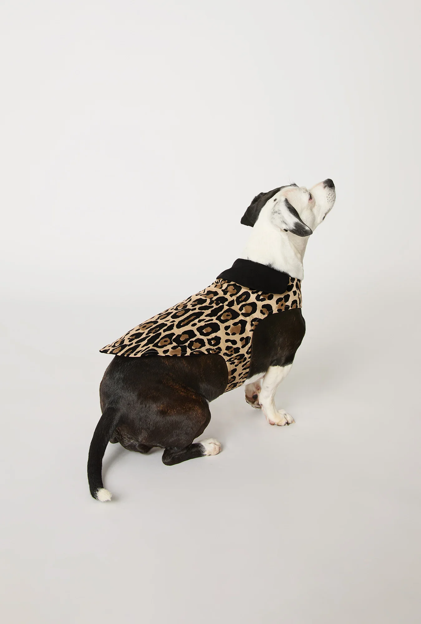 BedHead X Trina Turk Jaguar Stripe Cotton Jersey Lined Woven Cotton Poplin Dog Pajama - Image 2