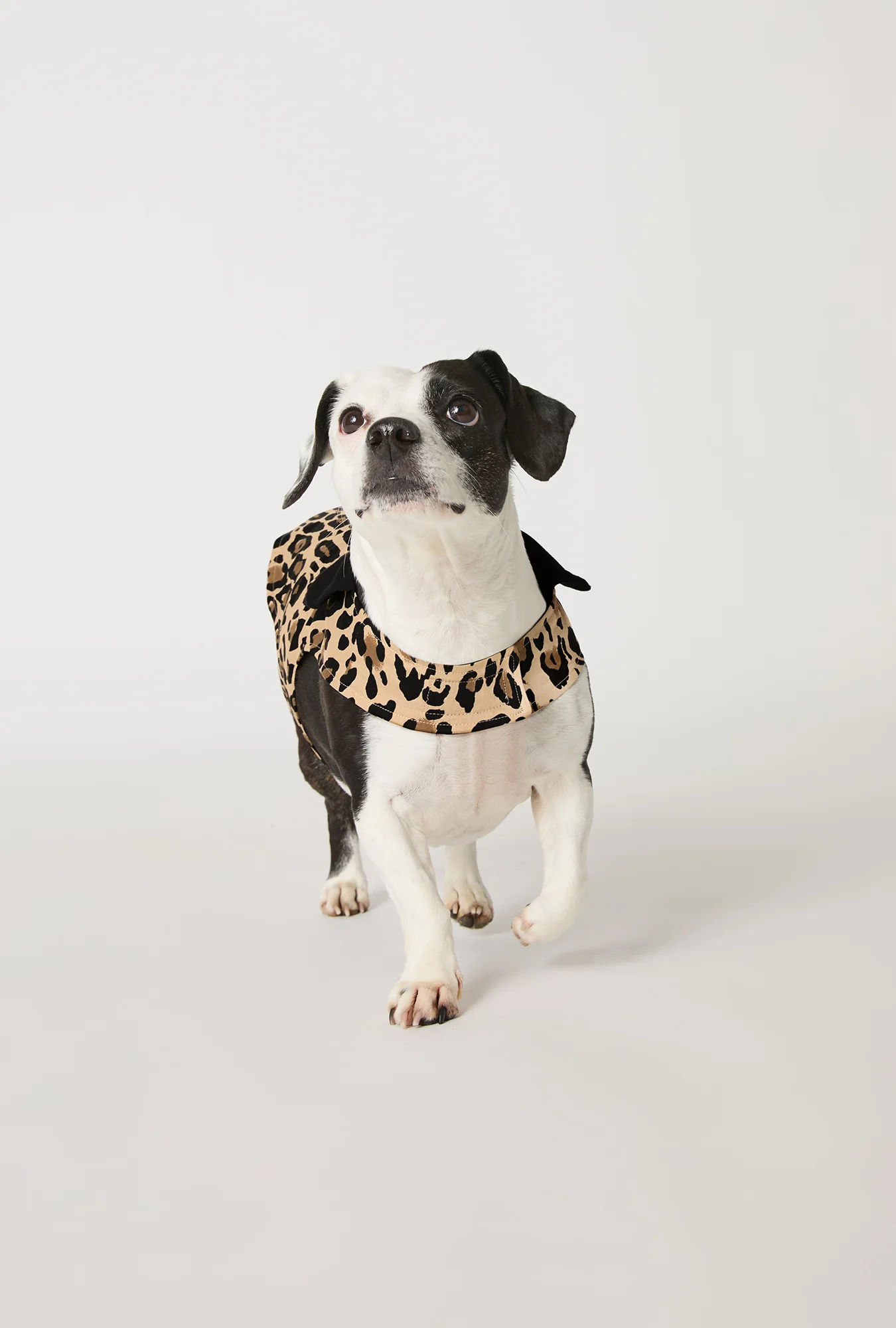BedHead X Trina Turk Jaguar Stripe Cotton Jersey Lined Woven Cotton Poplin Dog Pajama - Image 3